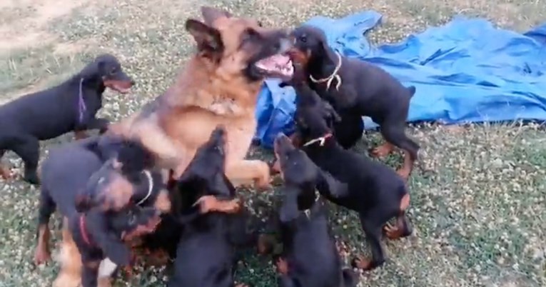Njemački ovčar postao je dadilja štencima dobermana, ponaša se poput cool ujaka