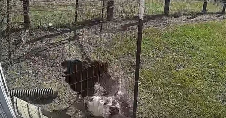 VIDEO Hrabri pijetao spasio kokoš od napada sokola