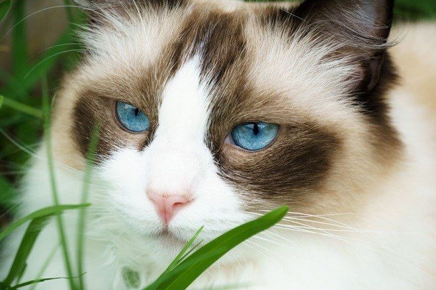 Ragdoll mačka: Otkrivamo zašto ih nazivaju ´krpenim lutkama´