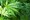 Kalifornija bi mogla zaraditi milijarde ako legalizira travu idućeg mjeseca
