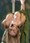 Britney uskoro s balonima u grudima