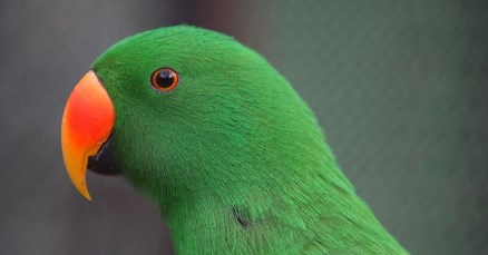 Zagrebački ZOO priprema super iznenađenje za Fašnik