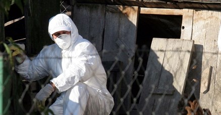 Epidemija ptičje gripe u Nizozemskoj, ubijeno više od 36 tisuća peradi