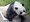 Umrla najstarija panda na svijetu