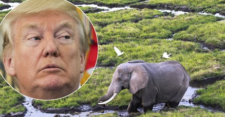 Trump ipak povukao dozvolu za uvoz trofeja slonova ubijenih u Zimbabveu i Zambiji