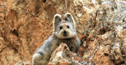 Ili pika: Upoznajte novootkrivenog sisavca s licem medvjedića