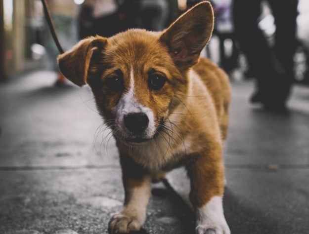 Na pomolu novi Yulin? Indijska država Kerala želi se riješiti 200 tisuća pasa lutalica
