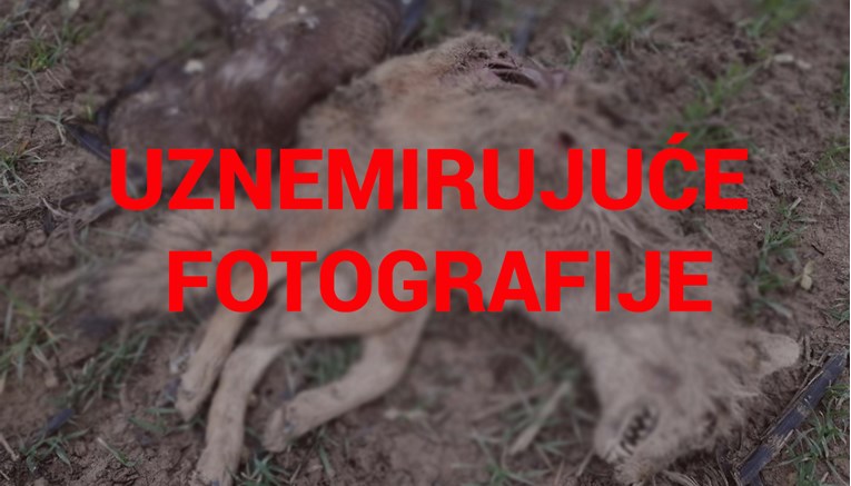 INDEX OTKRIVA Veliki pomor u Lonjskom polju, potrovani čagljevi i strogo zaštićene ptice