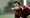 Wilmots postaje političar