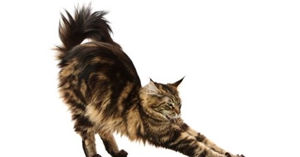 5 zanimljivih činjenica o Maine Coon mačkama