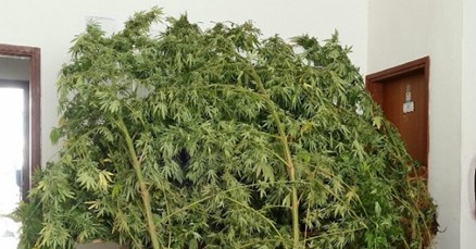 U Vrlici marihuana visoka tri metra
