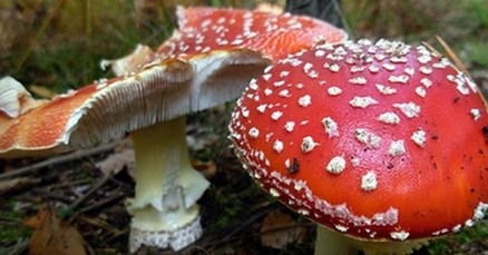 Starica u Ludbregu se otrovala gljivama, u kritičnom stanju s teškim oštećenjima jetre