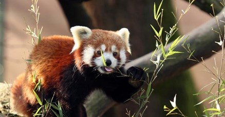 VIDEO Zagrebački ZOO proslavio dan crvenih pandi, pogledajte kako su samo slatke