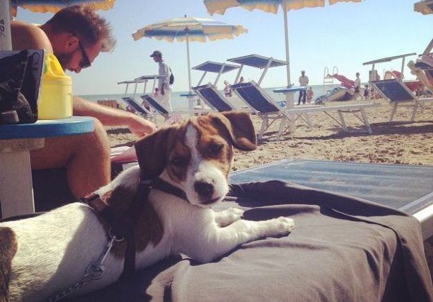 Ovdje vlada zakon pasa: Na ovu talijansku plažu ne smijete doći bez svog ljubimca