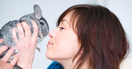 Neodoljive male činčile: Fascinantne činjenice o ovim slatkim bićima