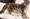 Djed ubio leoparda golim rukama