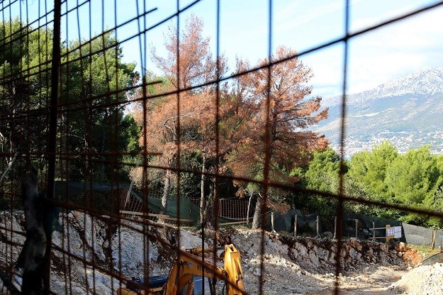 Otkriven uzrok sušenja stabala: Šumu na Marjanu napao je mediteranski potkornjak