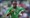 Taribo West godinu i pol dana u Partizanu