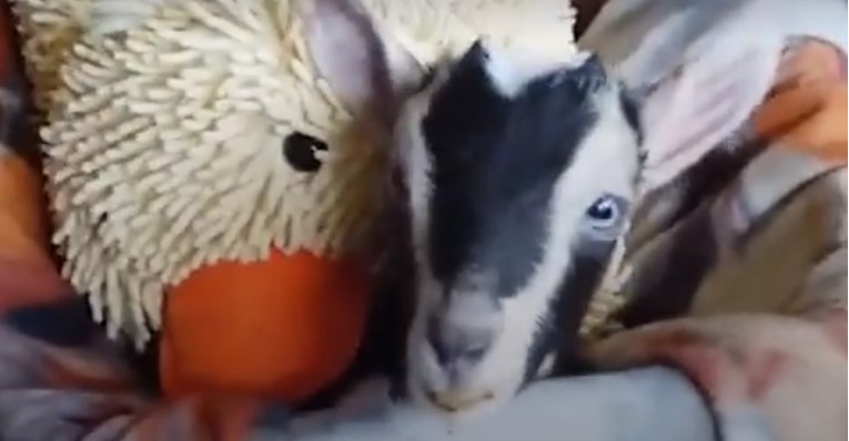 VIDEO Koza je bila jako tjeskobna, no pronašli su nevjerojatan način da joj pomognu