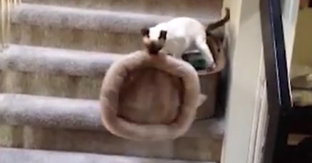VIDEO Ove životinjice su imale dobar plan koji se nažalost izjalovio