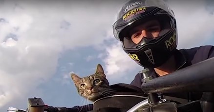 VIDEO Ove mačke će vam pokazati koliko mogu biti posebne