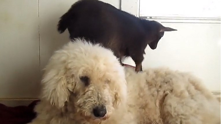 VIDEO Nema ništa ljepšeg nego završiti dan s prekrasnim i neodoljivo slatkim životinjama