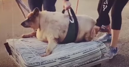 VIDEO Ovaj pretili pas je konačno saznao što znači ljubav