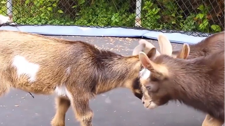 VIDEO Koze su zaista prekrasne i smiješne u svemu što rade