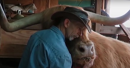 VIDEO Ova krava obožava kada je njezin vlasnik uređuje