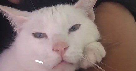 VIDEO Ova maca obožava pjevati