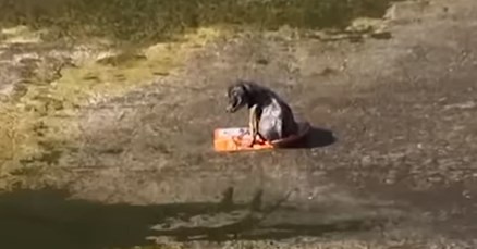VIDEO Maleni psić je sjedio na smeću dva dana, usamljen i povrijeđen