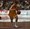 Goodyear liga: Crvena zvezda - Zagreb 113:71