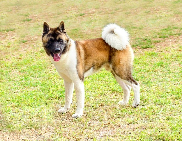 Američka Akita Znate Li Po čemu Se Razlikuje Od Japanskog