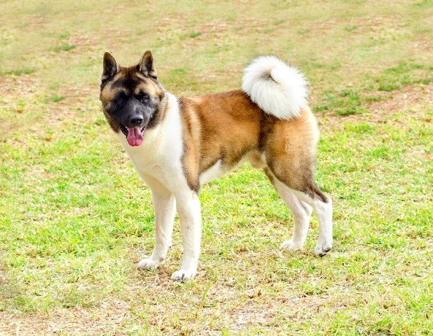 americka akita inu