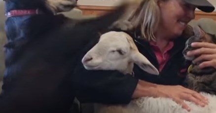 VIDEO Ova je žena dala otkaz kako bi se brinula o odbačenim životinjama