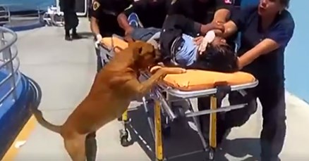 VIDEO Ovi se psi nisu htjeli odvojiti od ozlijeđenog vlasnika i ušli su s njim i u bolnicu