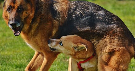 Policija uhitila trojicu Slavonaca koji su sudjelovali u borbama pasa