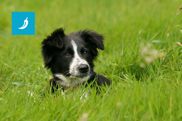 Border Collie: Inteligentan i svestran pas! Tragač Border Collie: Inteligentan i svestran pas! Tragač