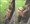 VIDEO Došla je u park, skinula se u tange, opalila nekoliko selfieja i nonšalantno odšetala