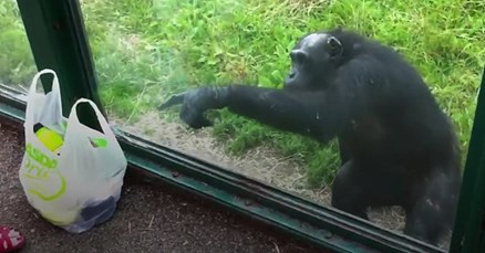 VIDEO Pametna čimpanza detaljnim uputama zamolila posjetiteljicu ZOO-a da joj da malo soka
