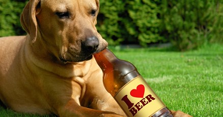 Ljubimci nipošto ne bi smjeli piti alkohol