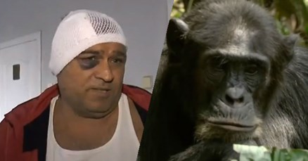 Ljubomorni majmun Romeo premlatio čuvara u ZOO-u jer je mislio da zavodi njegovu curu Juliju