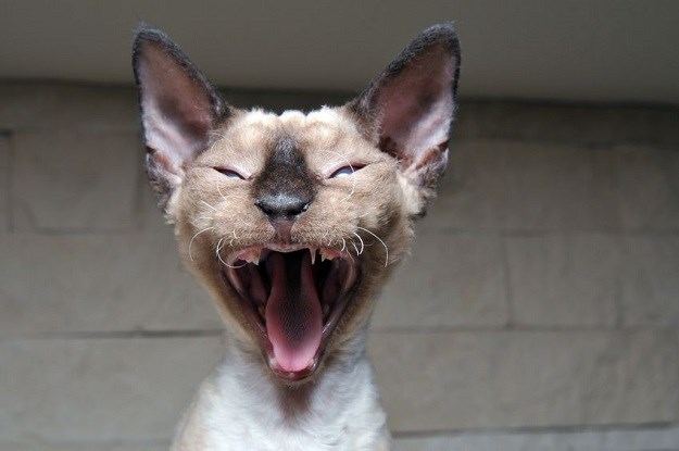 Devon rex: Mačka "vilenjačkog izgleda" po karakteru slična psima