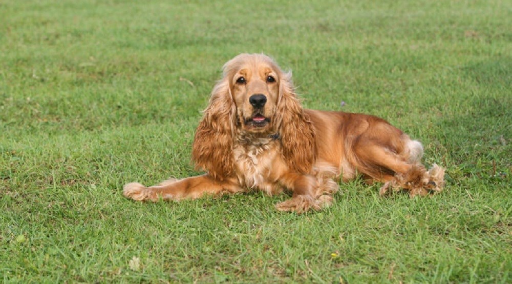 Engleski Koker Spanijel Rasa O Rasi