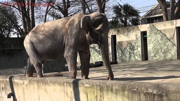 Nakon 69 godina zatočeništva uginula najusamljenija slonica na svijetu