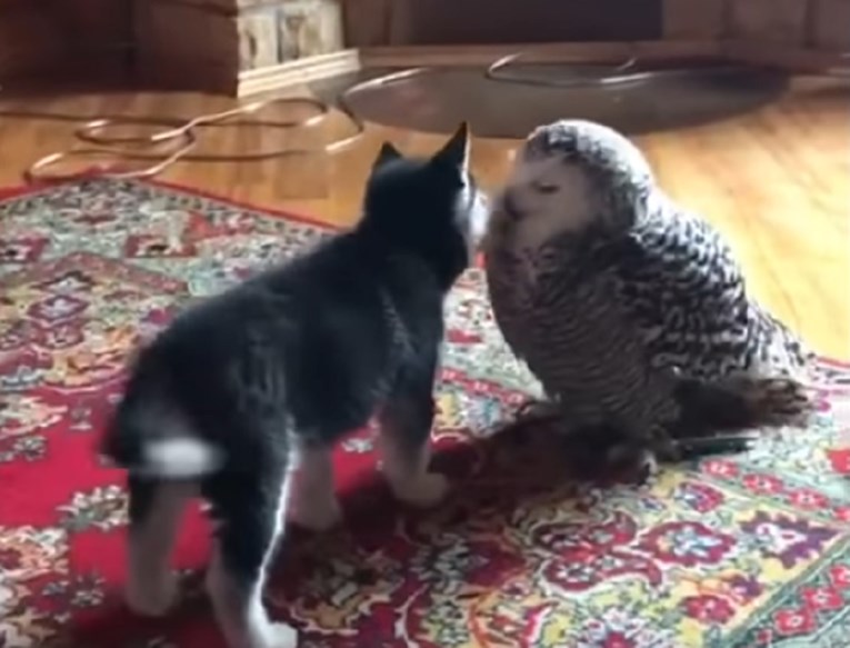 VIDEO Pred vama je stresan dan? Sigurni smo da će vam oni podignuti raspoloženje