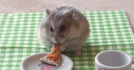 Okrutna promocija u Australiji: Naručite pizzu i na poklon dobijete hrčka