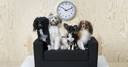 IKEA je izbacila kolekciju namještaja za ljubimce, a ljubitelji životinja htjet će ove stvarčice u svom domu