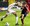 Liga prvaka: Juventus - Sociedad, Anderlecht - Celtic, Dinamo (K) - Arsenal, Deportivo - Monaco...