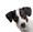 Lovac na lisice: Jack Russell terijer
